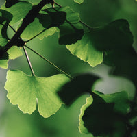 Ginkgo Biloba Skin Serum