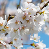 Cherry Blossom Skin Serum