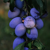 Queen Garnet Plum Skin Serum